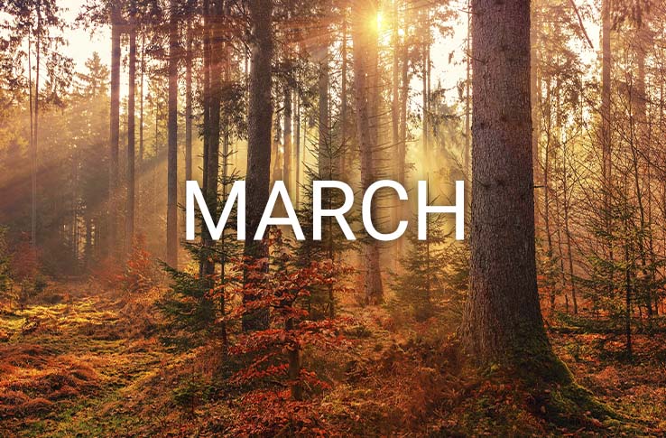 A forest with spring colours and the text March