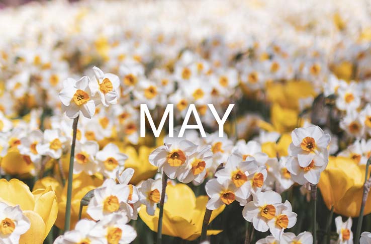 Flowers bursting out and the text May